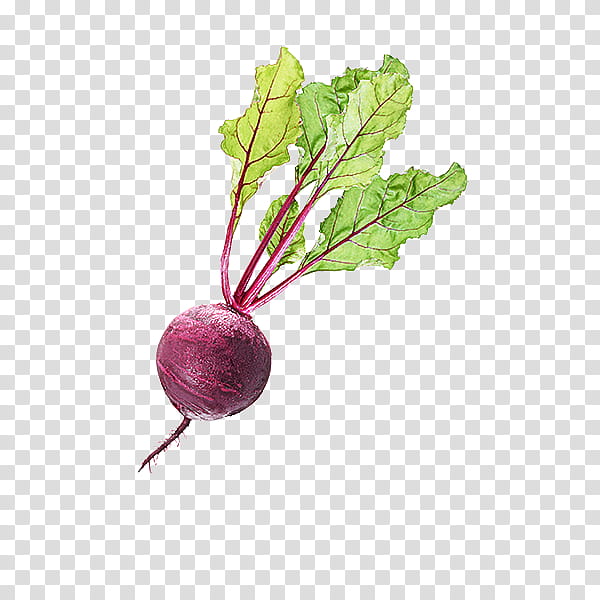 radish beetroot beet turnip vegetable, Rutabaga, Food, Beet Greens, Plant, Root Vegetable transparent background PNG clipart