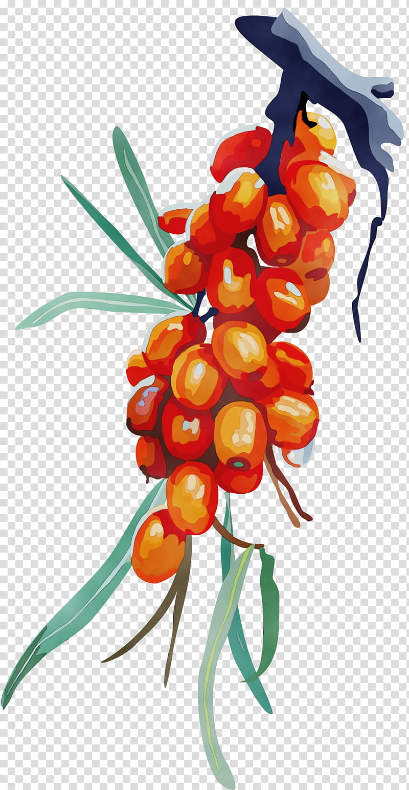 flower plant hippophae flowering plant, Watercolor, Paint, Wet Ink transparent background PNG clipart