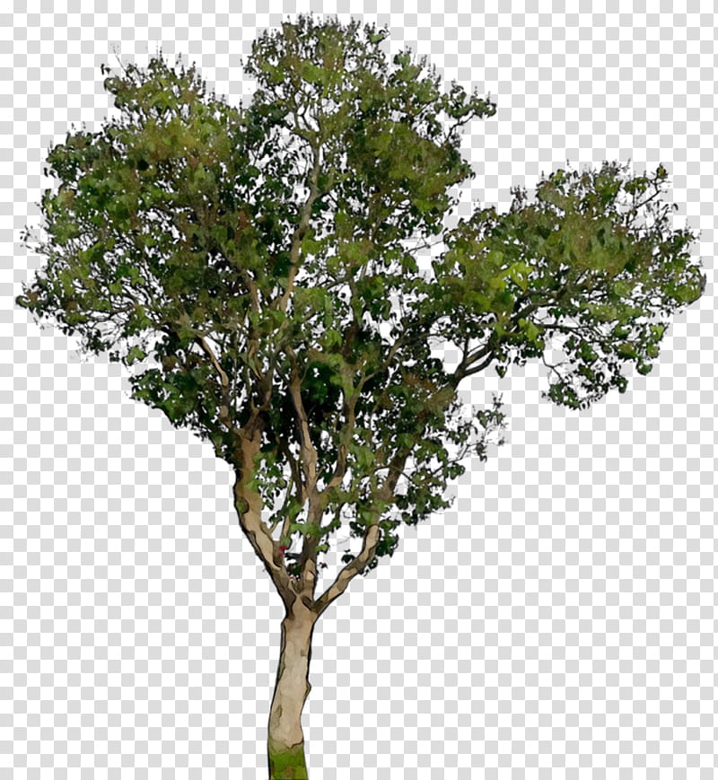 Oak Tree Leaf, Branch, Trunk, 3D Computer Graphics, Shrub, Plants, Woody Plant, Flower transparent background PNG clipart