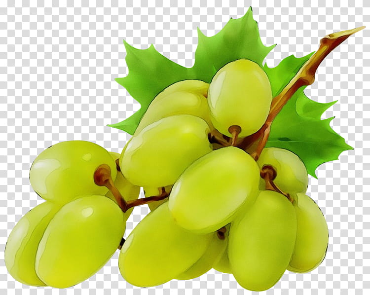 grape seedless fruit grapevine family fruit plant, Watercolor, Paint, Wet Ink, Sultana, Vitis, Grape Leaves, Leaf transparent background PNG clipart