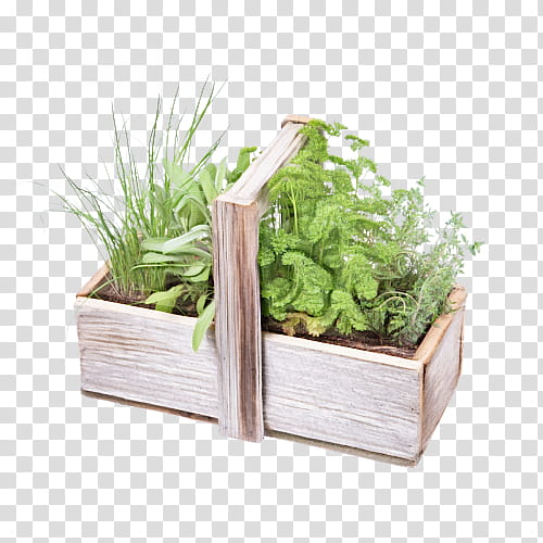 flowerpot plant herb grass rectangle, Fines Herbes, Wood, Vegetable, Houseplant transparent background PNG clipart