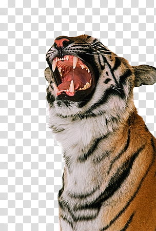 tiger, snarling tiger transparent background PNG clipart