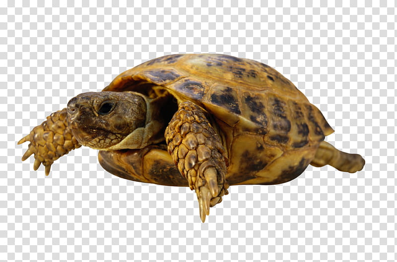 Sea Turtle, Reptile, Redeared Slider, Tortoise, Chinese Pond Turtle, Turtle Shell, Pond Turtles, Cumberland Slider transparent background PNG clipart