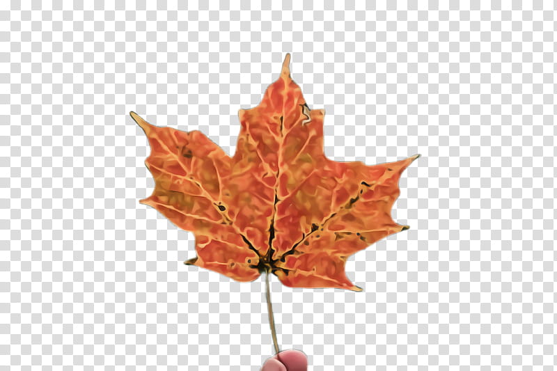 Maple leaf, Tree, Black Maple, Red, Plant, Woody Plant, Orange, Deciduous transparent background PNG clipart