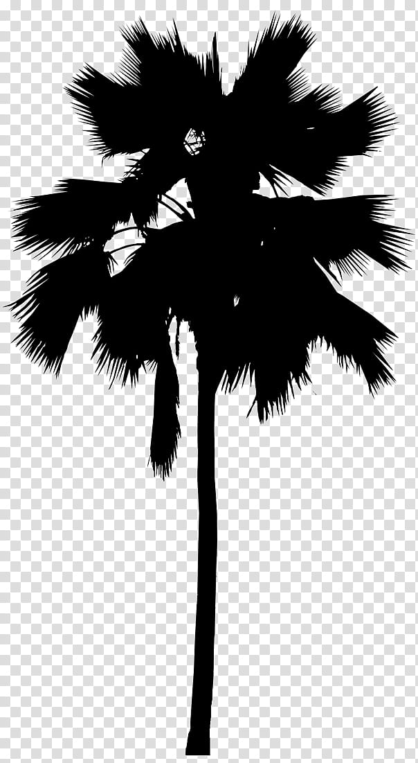 Palm Tree Silhouette, Asian Palmyra Palm, Palm Trees, Leaf, Line, Borassus, Arecales, Woody Plant transparent background PNG clipart