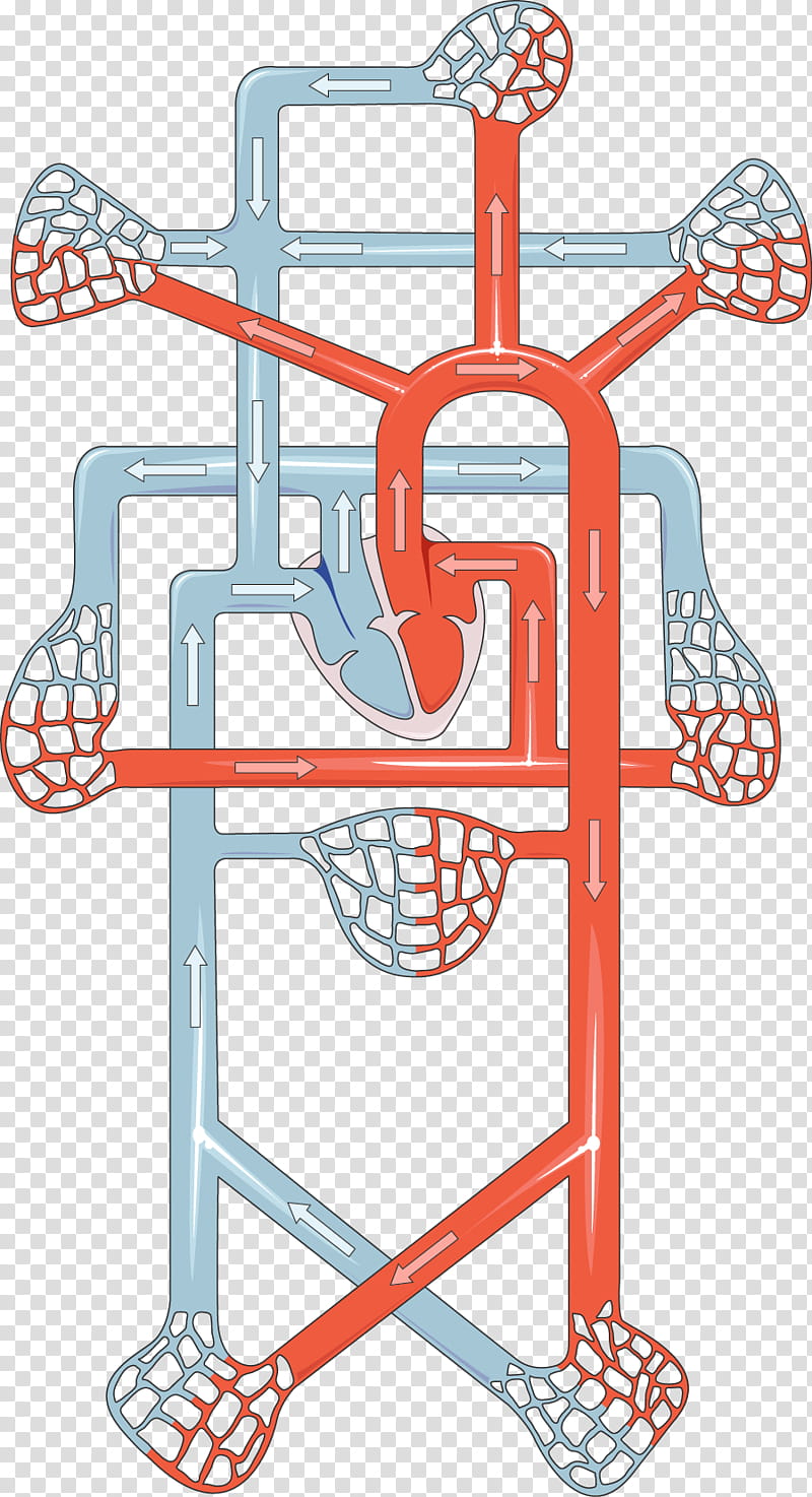 Basketball Hoop, Dipeptidyl Peptidase4 Inhibitor, Sitagliptin, Circulatory System, Health, Medicine, Cardiovascular Disease, Diabetes transparent background PNG clipart