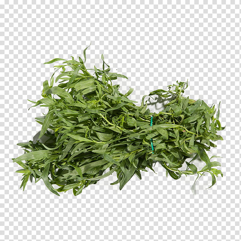 Summer Flower, Summer Savory, Herb, Winter Savory, Plant Variety, Sowing, Business, Plants transparent background PNG clipart