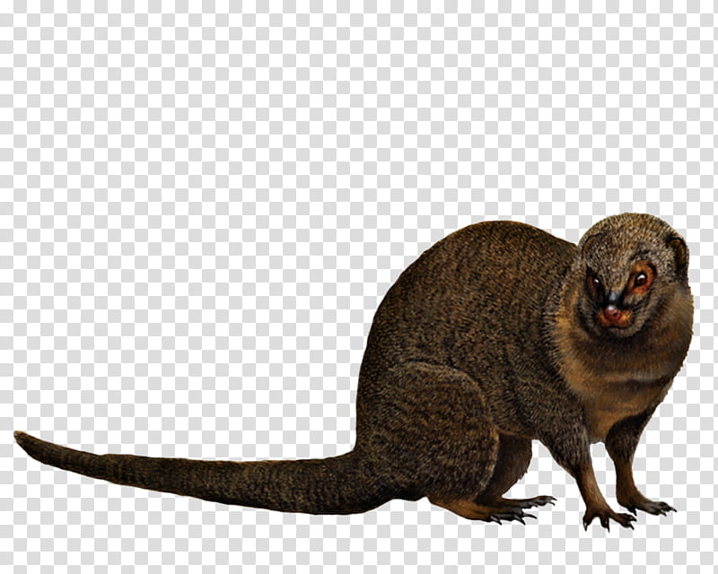 Animal, brown lemur transparent background PNG clipart