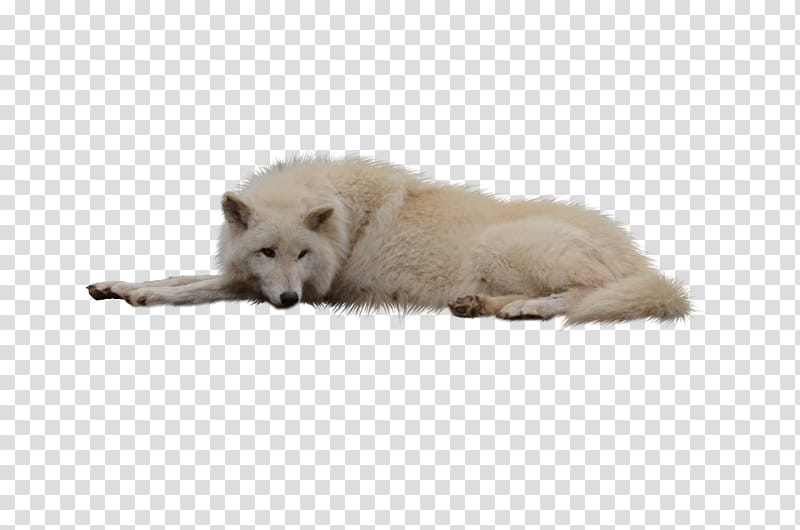 Laying White Wolf, white fox transparent background PNG clipart