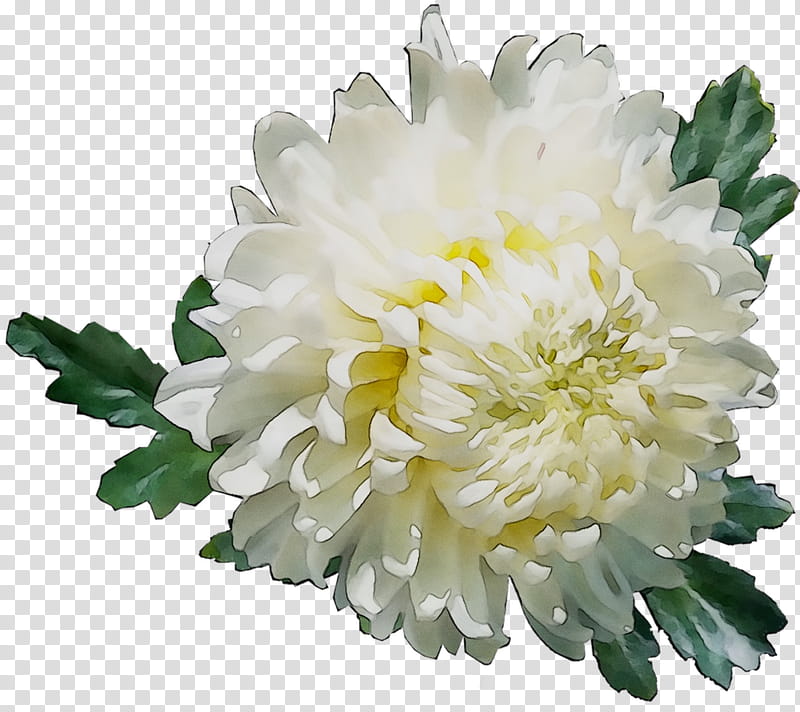Flowers, Chrysanthemum, Cut Flowers, Annual Plant, Plants, White, Petal, China Aster transparent background PNG clipart