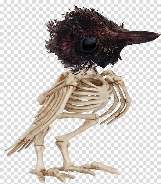 Skeleton Crow up for adoption, white bird skeleton transparent background PNG clipart