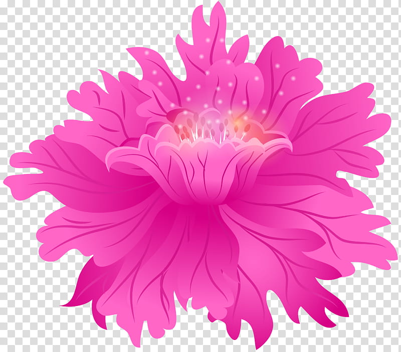pink flower china aster petal plant, Magenta, Cut Flowers transparent background PNG clipart