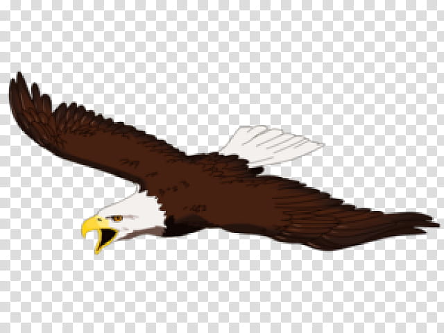 Eagle In The Flight Tattoo Stock Illustration - Download Image Now - Bald  Eagle, Flying, Tattoo - iStock