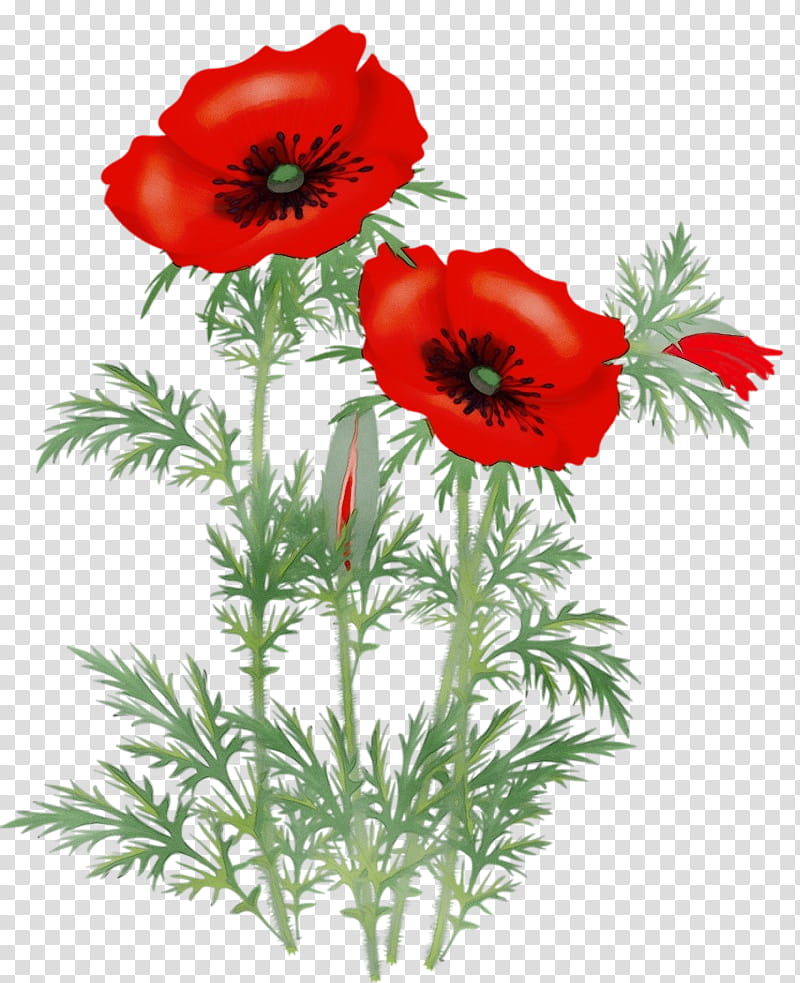 flower red oriental poppy plant coquelicot, Watercolor, Paint, Wet Ink, Petal, Corn Poppy transparent background PNG clipart