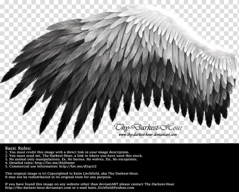Romantic Wing White Black, white and black angel's wing with text overlay transparent background PNG clipart