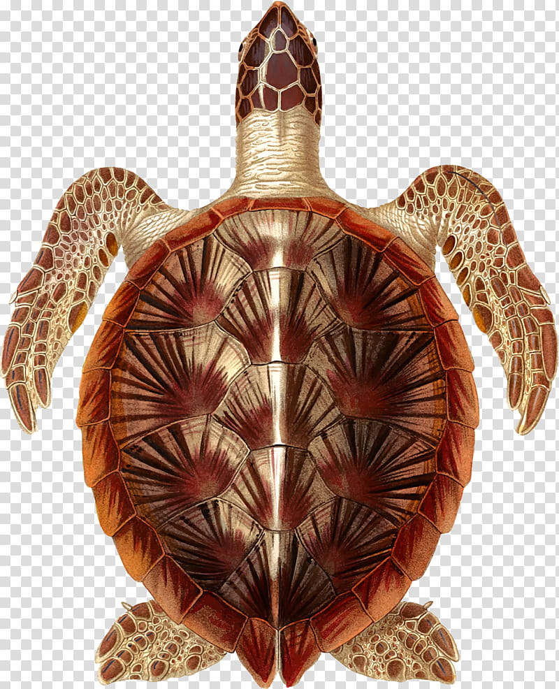 Sea Turtle, Box Turtles, Tortoise, Cartoon, Logo, Beak, Pond Turtles, Green Sea Turtle transparent background PNG clipart