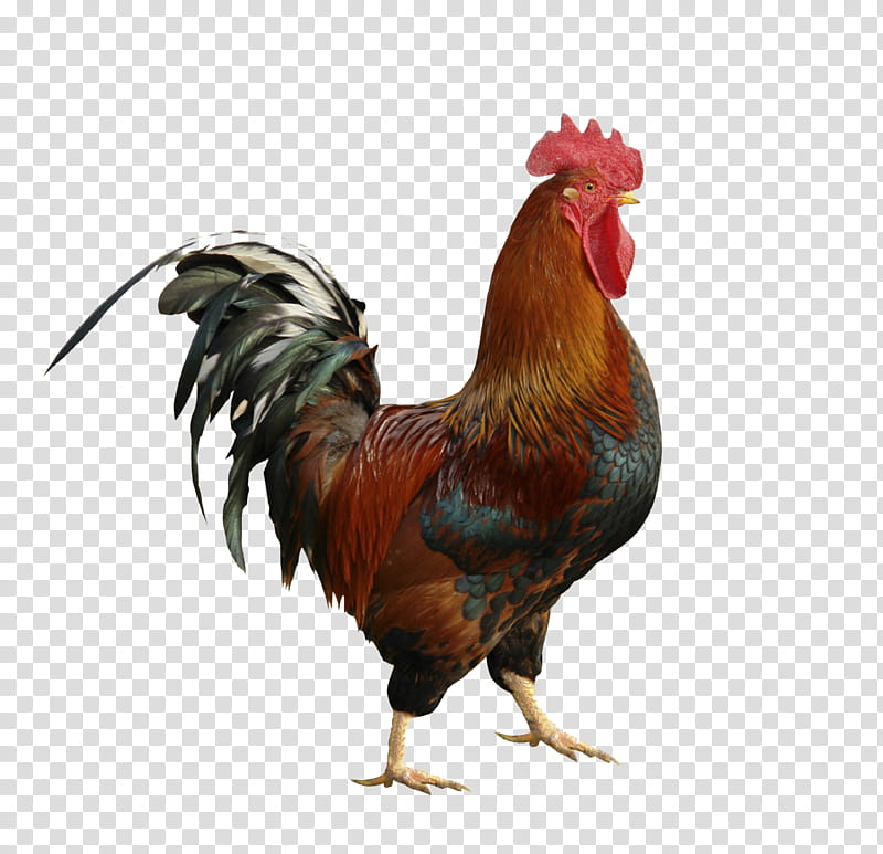 Bird, Chicken, Rooster, Broiler, Gamecock, Gallic Rooster, Cockfight, Painting transparent background PNG clipart