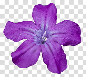 purple petaled flower transparent background PNG clipart
