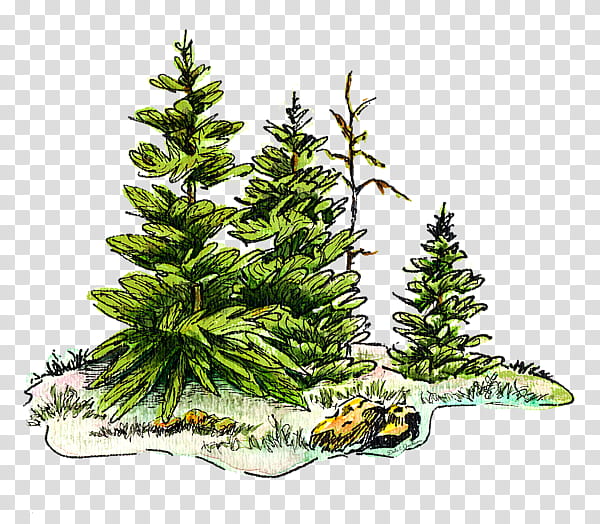 Christmas Black And White, Spruce, Pine, Watercolor Painting, Drawing, Fir, Canvas, Christmas Tree transparent background PNG clipart