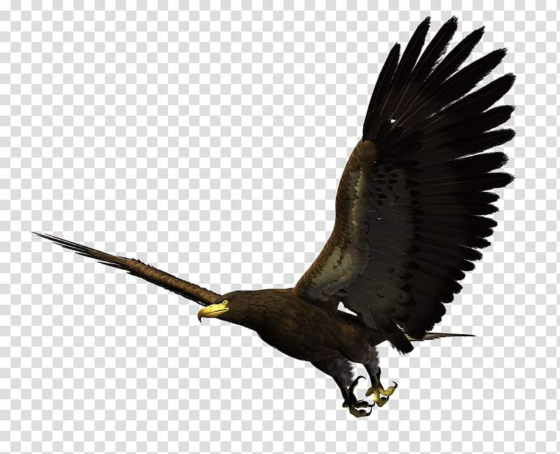 Eagle Drawing, Bald Eagle, Bird, Golden Eagle, Bird Of Prey, Hawk, Stellers Sea Eagle, Beak transparent background PNG clipart