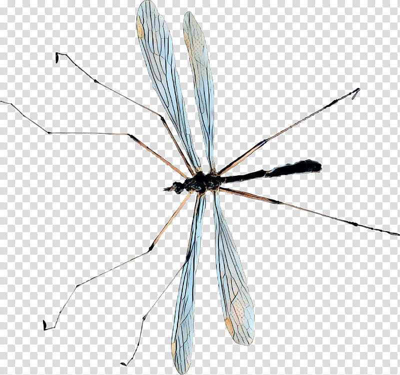 Fly Insect, Mosquito, Pterygota, Crane Fly, Drawing, Damselfly, Dragonflies And Damseflies, Pest transparent background PNG clipart
