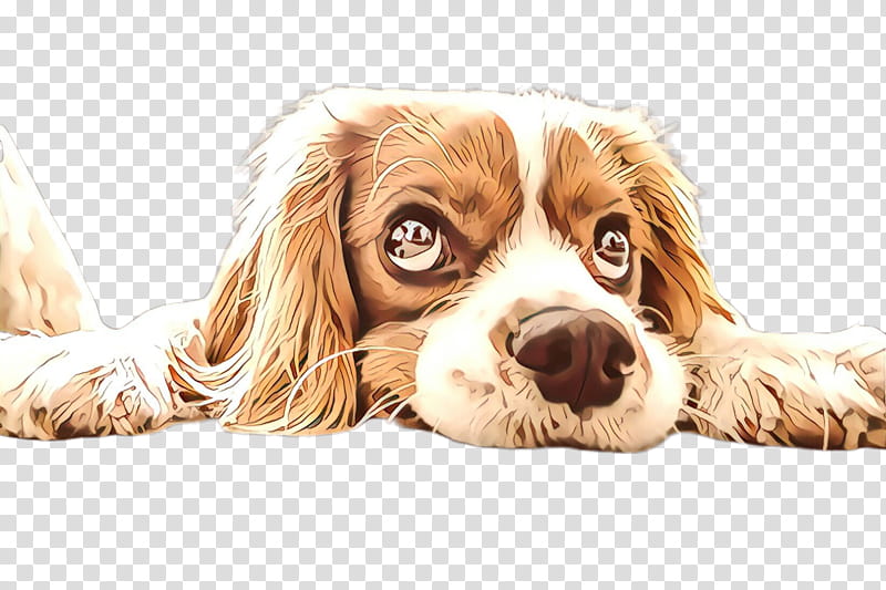 dog king charles spaniel spaniel companion dog cocker spaniel, Snout, Cavalier King Charles Spaniel, Puppy, Sporting Group, Rare Breed Dog, English Cocker Spaniel, Puppy Love transparent background PNG clipart