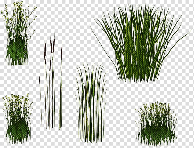 plant grass red pine chives georgia pine, Grass Family, Herb, White Pine, Lodgepole Pine, Chrysopogon Zizanioides, Vascular Plant, Shortstraw Pine transparent background PNG clipart