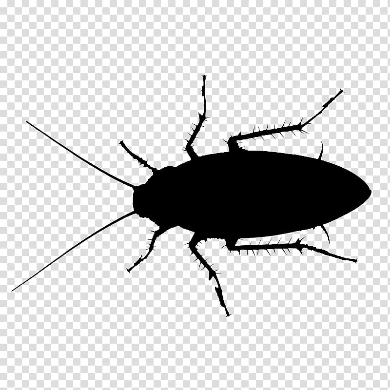 Cockroach, Insecticide, Pest Control, American Cockroach, Roach Bait, German Cockroach, Oriental Cockroach, Termite transparent background PNG clipart