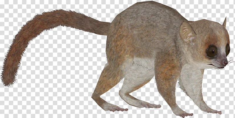 Monkey, Cat, Lemurs, Gray Mouse Lemur, Raccoon, Animal, Animal Figure, Tail transparent background PNG clipart