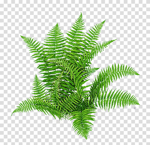 , green fern plant transparent background PNG clipart