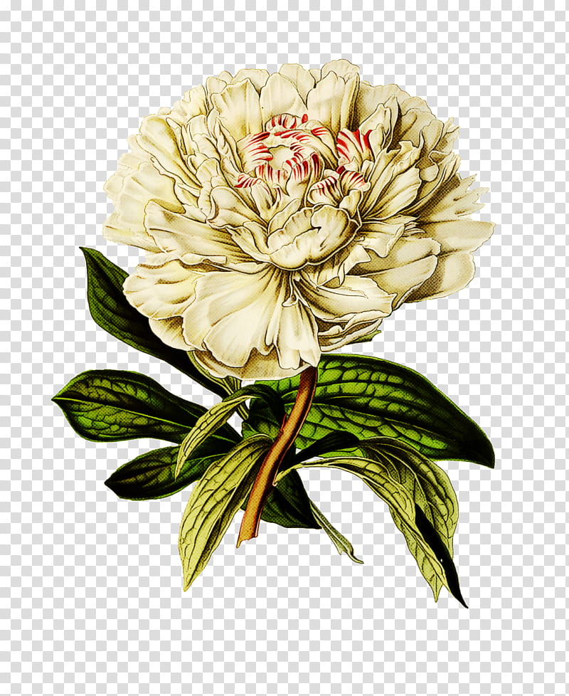 flower plant cut flowers common peony peony, Petal, Chinese Peony, Saxifragales transparent background PNG clipart