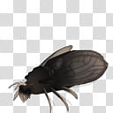 Spore creature Titanomyrma winged queen transparent background PNG clipart