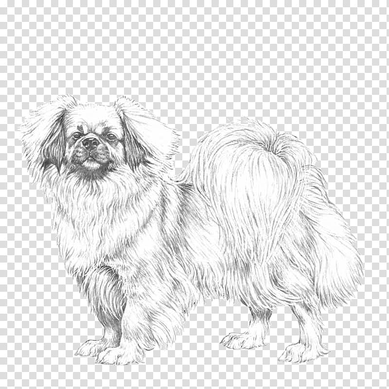 Chinese, Tibetan Spaniel, Dog Breed, English Springer Spaniel, Welsh Springer Spaniel, German Shepherd, Breed Standard, Cavalier King Charles Spaniel transparent background PNG clipart