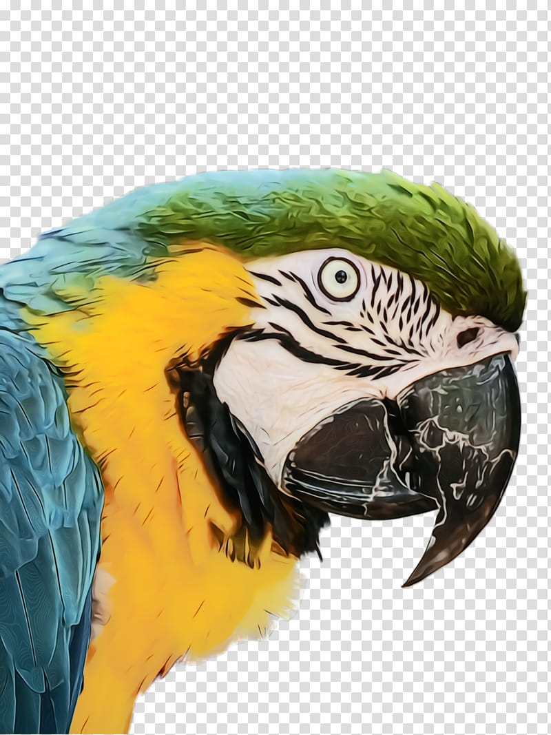 Feather, Watercolor, Paint, Wet Ink, Bird, Macaw, Beak, Parrot transparent background PNG clipart