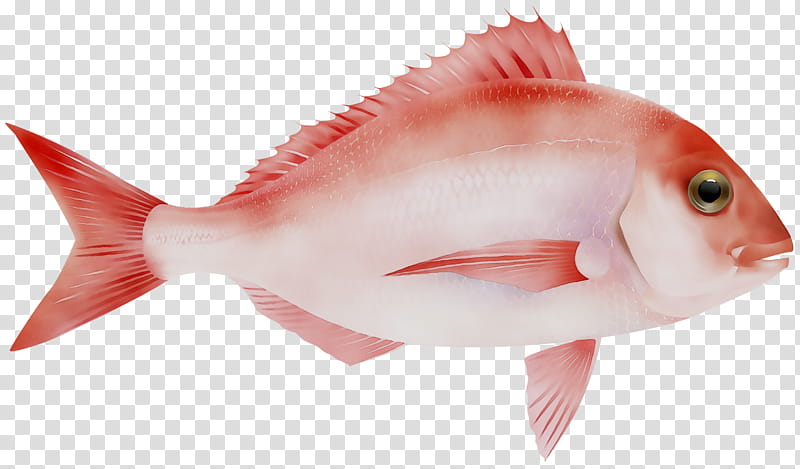 Mouth, Northern Red Snapper, Salmon, Fish Products, Oily Fish, Biology, Pink, Fin transparent background PNG clipart