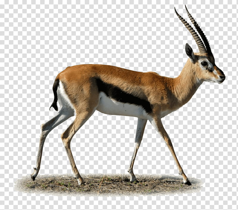 Goat, Gazelle, Antelope, Impala, Springbok, Thomsons Gazelle, Wildlife, Horn transparent background PNG clipart