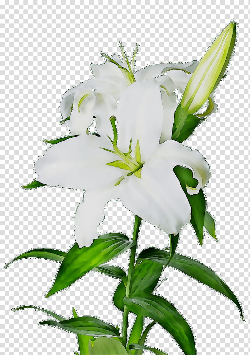 Easter Lily, Madonna Lily, Flower, Flower Bouquet, Tiger Lily, Calla Lily, Petal, Vase transparent background PNG clipart