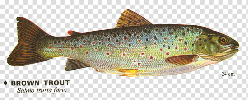 Fish , brown trout transparent background PNG clipart