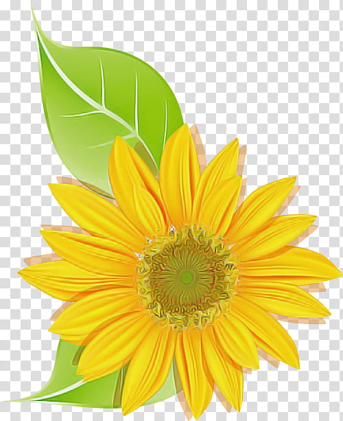 Sunflower, Yellow, Petal, Plant, Gerbera, Barberton Daisy, Gazania transparent background PNG clipart