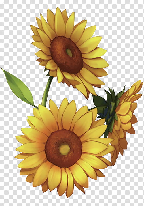 Sunflowers Anime GIF - Sunflowers Anime - Discover & Share GIFs