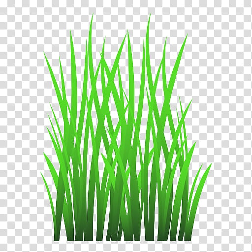 grass green plant grass family wheatgrass, Chives, Herb, Flowering Plant, Garlic Chives, Lawn transparent background PNG clipart