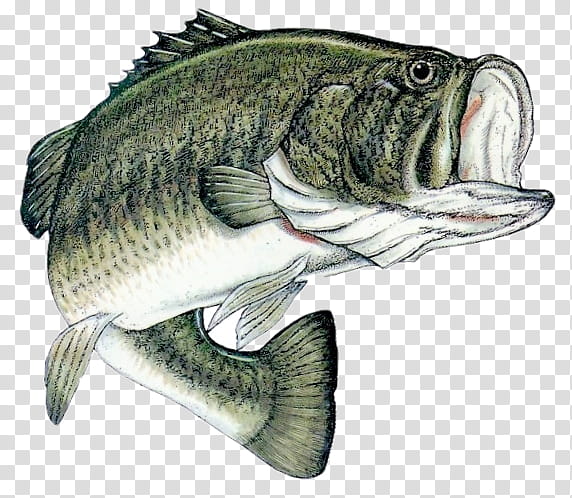 Fishing, Largemouth Bass, BASS Fishing, Angling, Lake, Fishing Tournament, Crappies, Smallmouth Bass transparent background PNG clipart