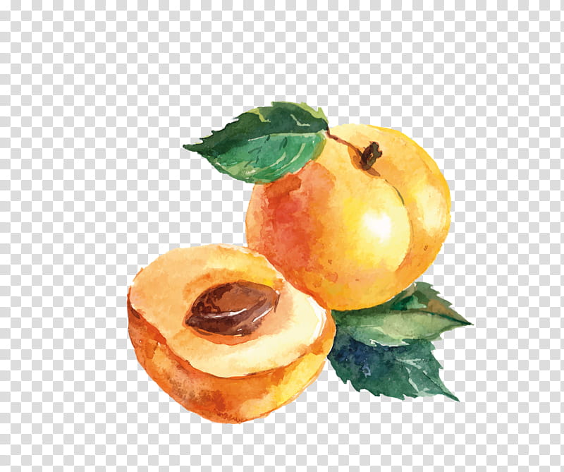 Watercolor Plant, Watercolor Painting, Fruit, Drawing, Peach, Apricot, Plum, Food transparent background PNG clipart