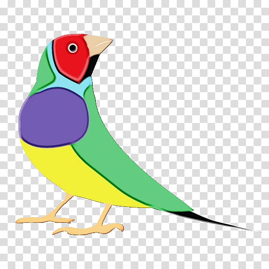 Bird Parrot, Gouldian Finch, Female, Cartoon, Zirconium, Chromosome, Comedo, Color transparent background PNG clipart