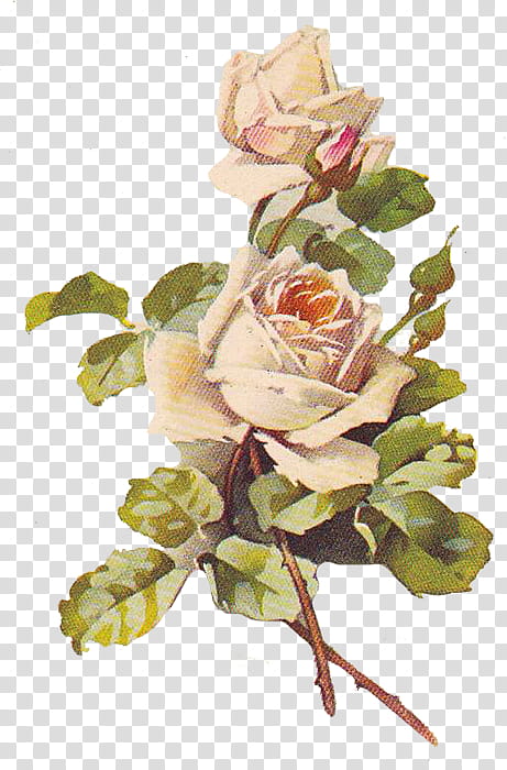 To My Dear Friends s, white rose flowers illustration transparent background PNG clipart
