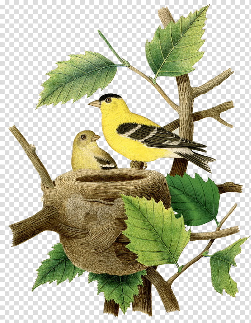 Bird, yellow and black bird on nest illustration transparent background PNG clipart