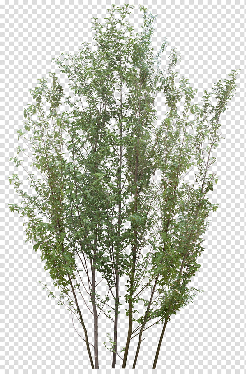 Birch Tree, Silver Birch, Light, Lamp, Paper Birch, River Birch, Betula Nana, Sweet Birch transparent background PNG clipart