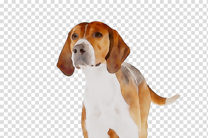 Cartoon Dog, Harrier, English Foxhound, American Foxhound, Beagle, Hamilton Hound, American English Coonhound, Breed transparent background PNG clipart