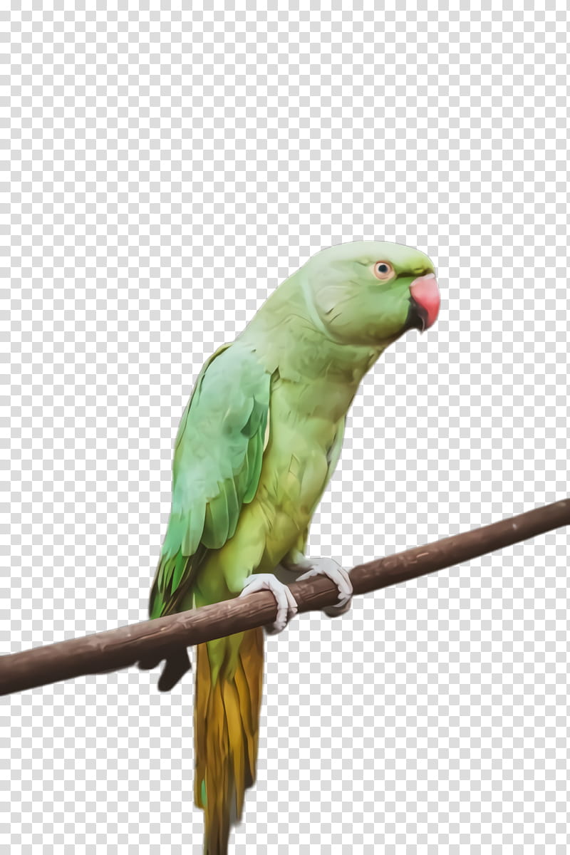 Colorful, Parrot, Bird, Exotic Bird, Tropical Bird, Lovebird, Macaw, Parakeet transparent background PNG clipart
