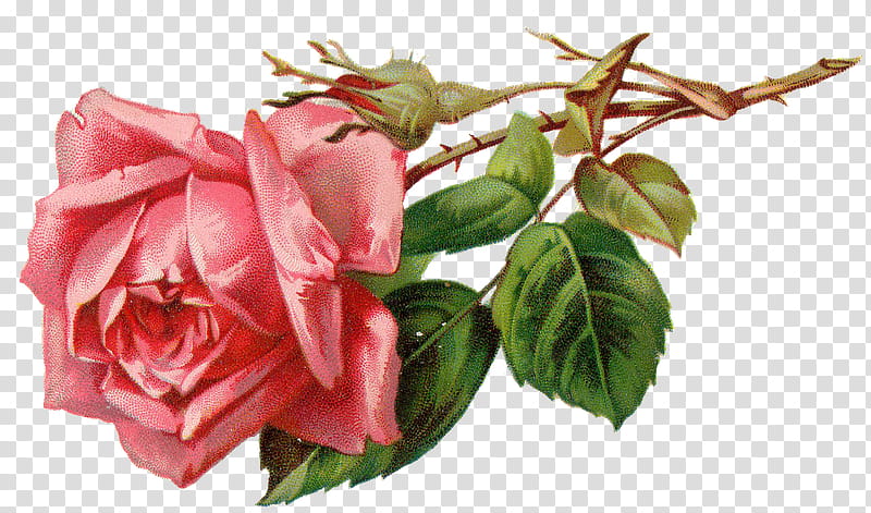 [ ] Vintage Flowers, pink flower artwork transparent background PNG clipart